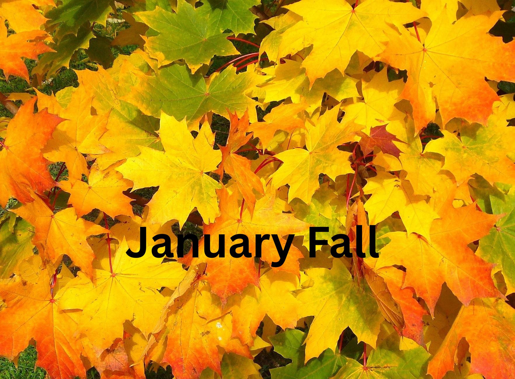 The January Storm: Why Indian Stock Markets Are Shaking in 2026